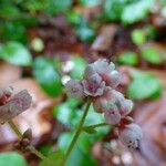 Persicaria chinensis 花