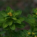 Euphorbia hyberna Квітка