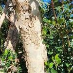Eucalyptus erythrocorys Bark