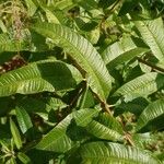 Aloysia citriodora Blad