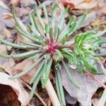 Sedum rubens Hoja