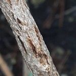 Jacaranda mimosifolia Bark