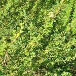 Lippia micromera Συνήθη χαρακτηριστικά