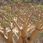 Cyphostemma currorii Vivejo