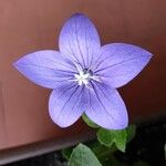 Platycodon grandiflorus Flower