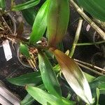 Epidendrum nocturnum List