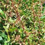 Rumex conglomeratus Агульны выгляд