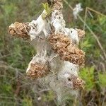 Salix humilis Frukt