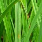 Carex nigra Blatt