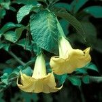 Brugmansia pittieri Kukka