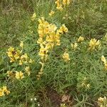 Linaria vulgaris Habit