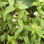 Scutellaria minor 花