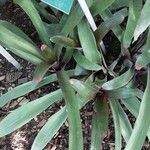 Neoregelia spectabilis Leaf