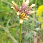 Tragopogon crocifolius Kukka