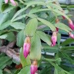 Schlumbergera bridgesii Flor