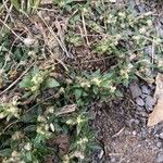 Guilleminea densa Blatt