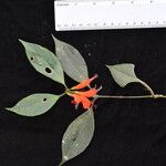 Aeschynanthus parviflorus अन्य