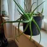 Aloe vera List