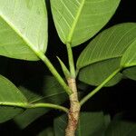 Ficus obtusifolia Blatt