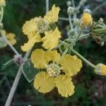 Peixotoa reticulata Flower