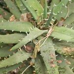 Aloe melanacantha পাতা