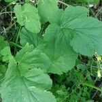 Erodium laciniatum Folio