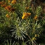 Helichrysum arenariumFlower