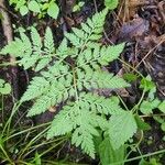 Botrychium virginianum Leaf