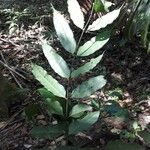 Talisia guianensis Leaf