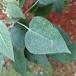 Croton urucurana Leaf