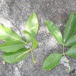 Paullinia elegans Leaf