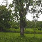 Albizia adinocephala Habitus