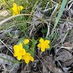 Ranunculus thora Bloem