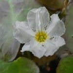 Nymphoides cristata Flor
