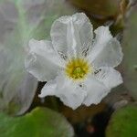 Nymphoides cristata Fleur