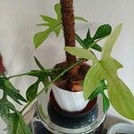 Philodendron verrucosum Hoja