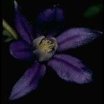 Brodiaea stellaris