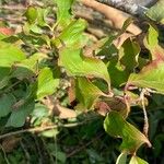 Cornus kousa Blatt