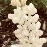 Lupinus albus Blüte
