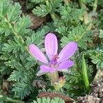 Erodium acaule Kvet