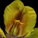 Cytisus supinus Flower
