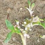 Lepidium coronopus Flower