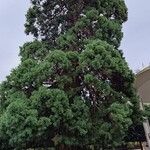 Sequoiadendron giganteumLiść