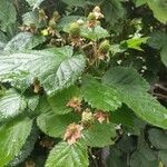 Rubus scaber ᱡᱚ