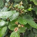 Rubus scaber Frukt