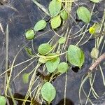 Ranunculus ophioglossifolius Likasa