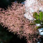 Cotinus coggygria Цветок