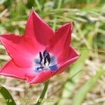 Tulipa montisandrei Blüte