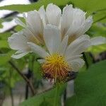 Sparrmannia africana Flower