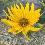 Helianthus maximilianiЦвят